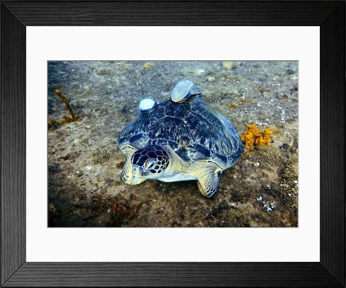 Framed Print : Green sea turtle, Chelonia mydas Deep Sea Exploration 2025 Framed Print : Green sea turtle, Chelonia mydas Deep Sea Exploration 2025