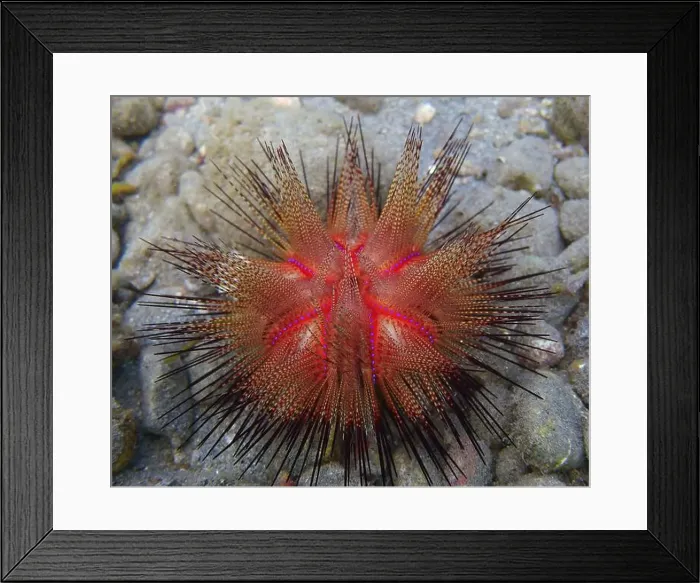 Framed Print : Echinoderms, Deep Sea Exploration 2025 Framed Print : Echinoderms, Deep Sea Exploration 2025