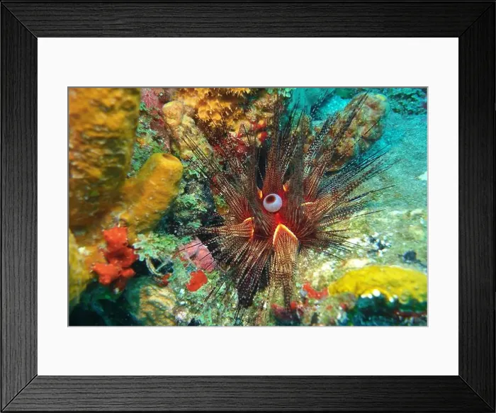 Framed Print : Echinoderms, Deep Sea Exploration 2025 Framed Print : Echinoderms, Deep Sea Exploration 2025