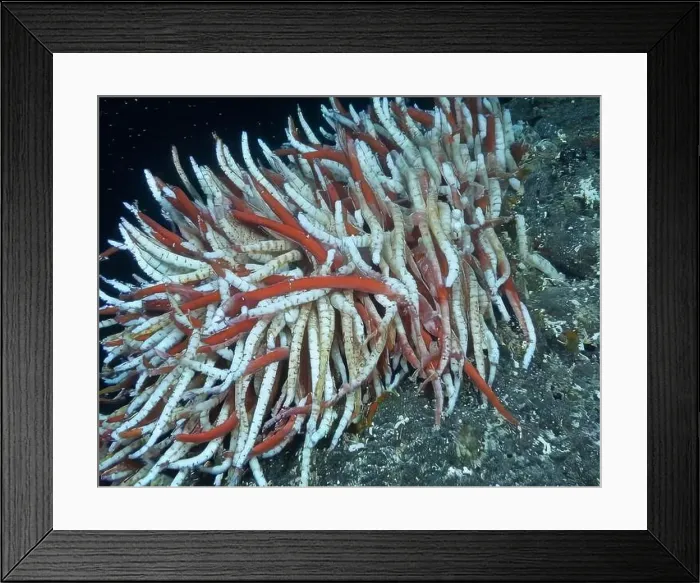 Framed Print : Giant Tube Worms Riftia pachyptila Siboglinidae in Hydrothermal vent Deep Sea Exploration 2025 Framed Print : Giant Tube Worms Riftia pachyptila Siboglinidae in Hydrothermal vent Deep Sea Exploration 2025