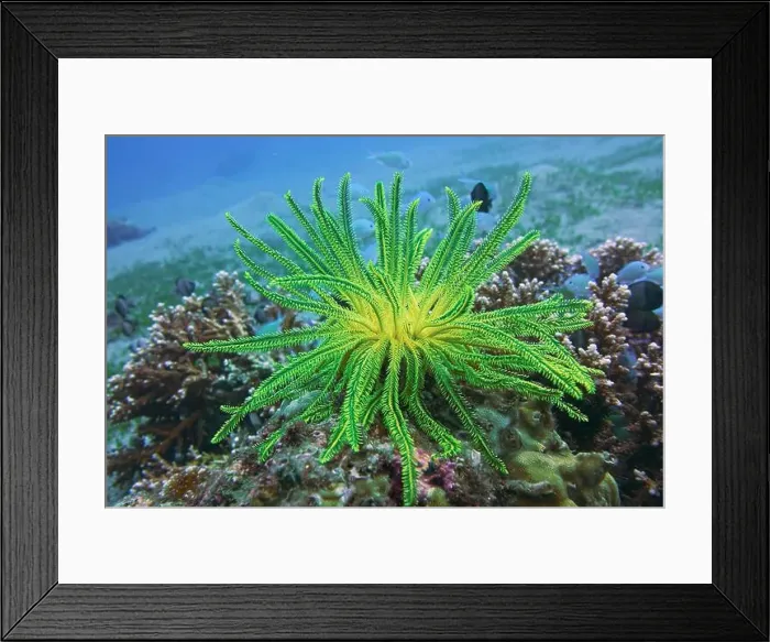 Framed Print : Echinoderms, Deep Sea Exploration 2025 Framed Print : Echinoderms, Deep Sea Exploration 2025
