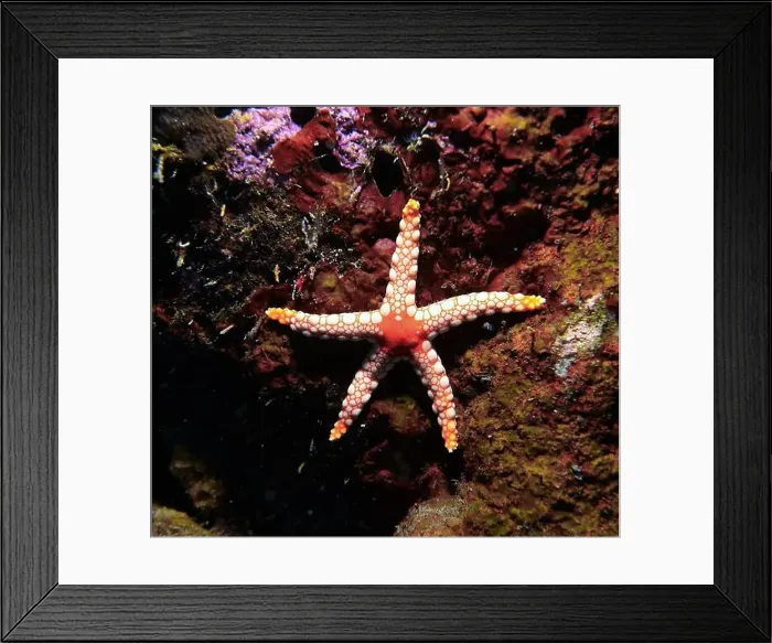 Framed Print : Echinoderms, Deep Sea Exploration 2025 Framed Print : Echinoderms, Deep Sea Exploration 2025
