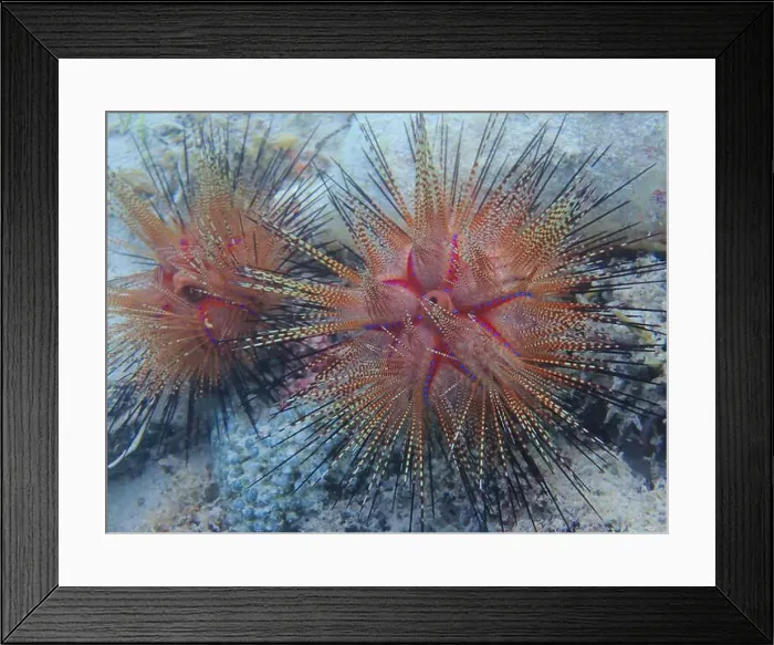 Framed Print : Echinoderms, Deep Sea Exploration 2025 Framed Print : Echinoderms, Deep Sea Exploration 2025