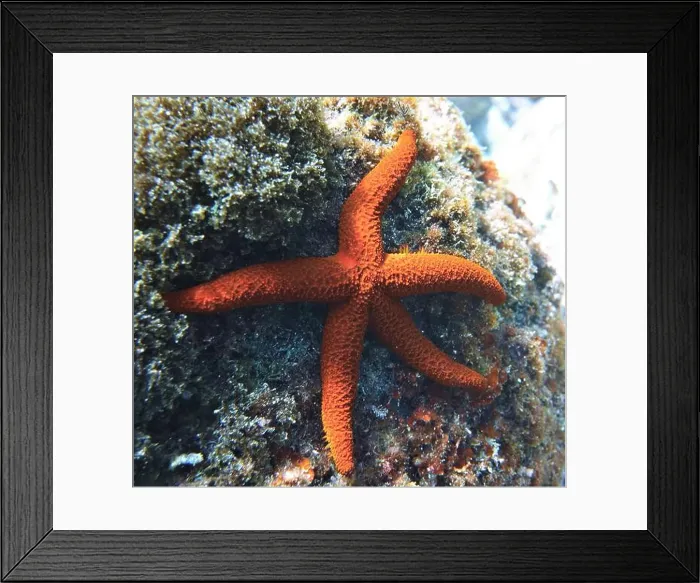 Framed Print : Echinoderms, Deep Sea Exploration 2025 Framed Print : Echinoderms, Deep Sea Exploration 2025