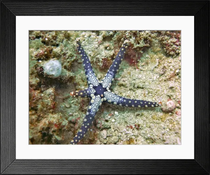 Framed Print : Echinoderms, Deep Sea Exploration 2025 Framed Print : Echinoderms, Deep Sea Exploration 2025