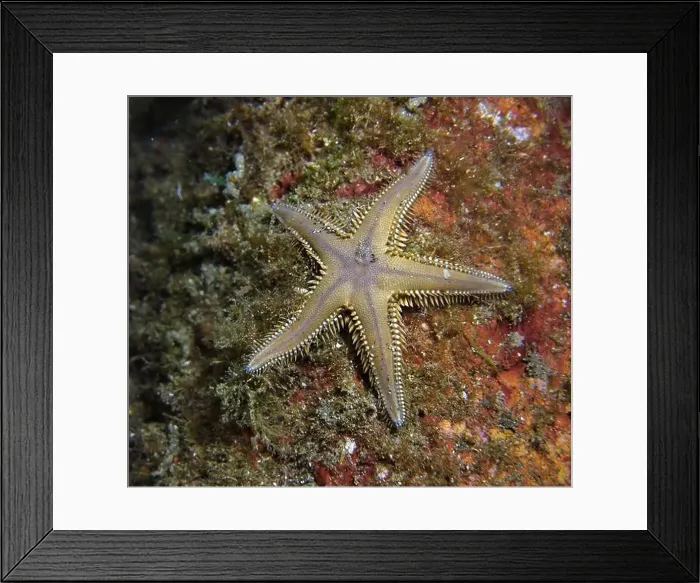 Framed Print : Echinoderms, Deep Sea Exploration 2025 Framed Print : Echinoderms, Deep Sea Exploration 2025