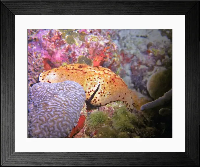 Framed Print : Echinoderms, Deep Sea Exploration 2025 Framed Print : Echinoderms, Deep Sea Exploration 2025