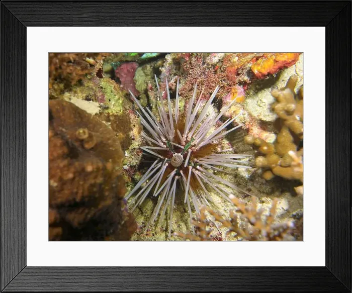 Framed Print : Echinoderms, Deep Sea Exploration 2025 Framed Print : Echinoderms, Deep Sea Exploration 2025