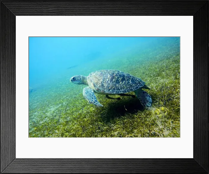 Framed Print : Green sea turtle, Chelonia mydas Deep Sea Exploration 2025 Framed Print : Green sea turtle, Chelonia mydas Deep Sea Exploration 2025