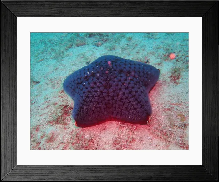 Framed Print : Echinoderms, Deep Sea Exploration 2025 Framed Print : Echinoderms, Deep Sea Exploration 2025