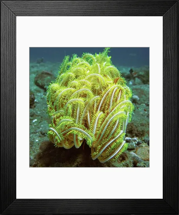 Framed Print : Echinoderms, Deep Sea Exploration 2025 Framed Print : Echinoderms, Deep Sea Exploration 2025