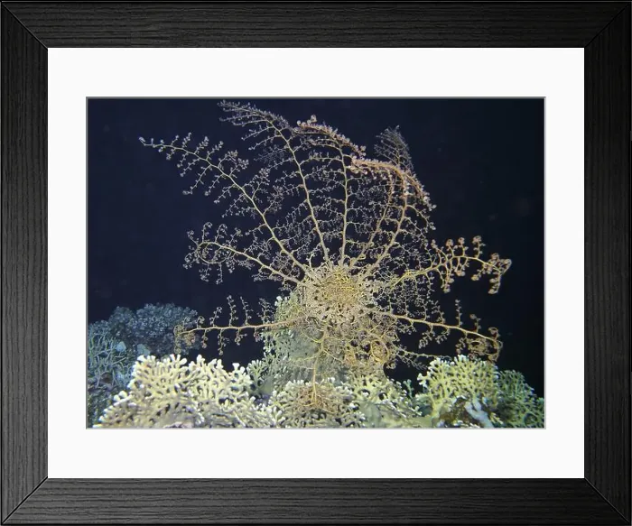 Framed Print : Echinoderms, Deep Sea Exploration 2025 Framed Print : Echinoderms, Deep Sea Exploration 2025