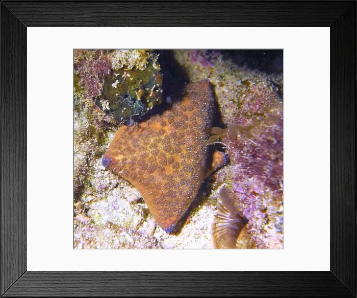 Framed Print : Echinoderms, Deep Sea Exploration 2025 Framed Print : Echinoderms, Deep Sea Exploration 2025