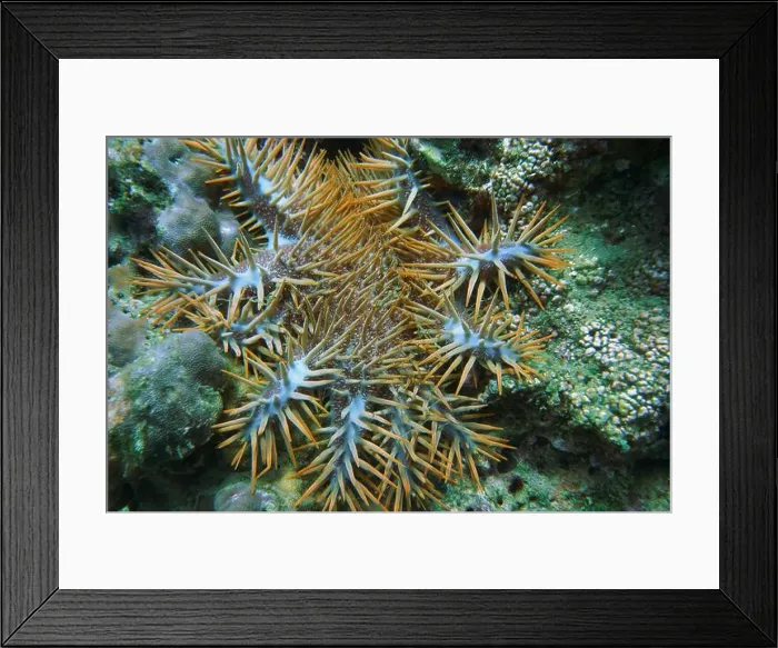 Framed Print : Echinoderms, Deep Sea Exploration 2025 Framed Print : Echinoderms, Deep Sea Exploration 2025