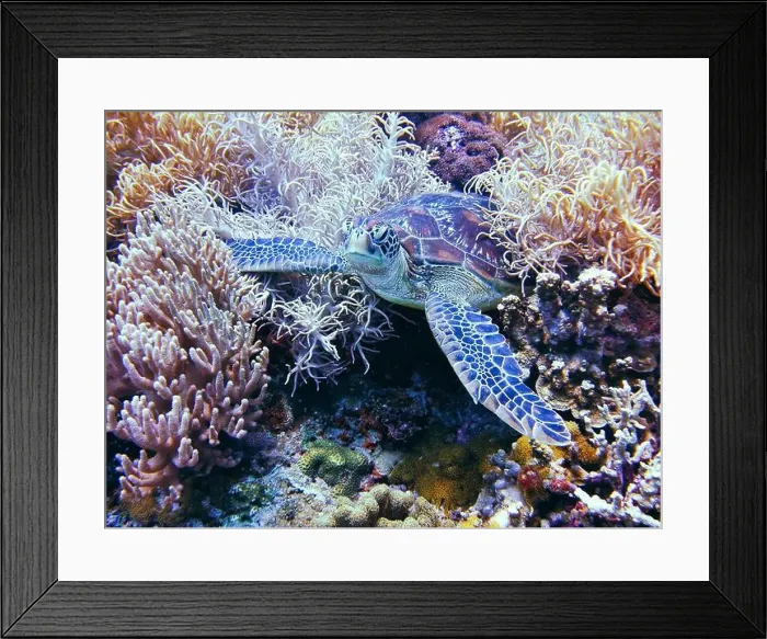 Framed Print : Green sea turtle, Chelonia mydas Deep Sea Exploration 2025 Framed Print : Green sea turtle, Chelonia mydas Deep Sea Exploration 2025