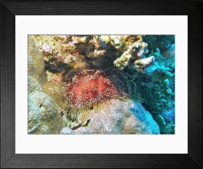 Framed Print : Echinoderms, Deep Sea Exploration 2025 Framed Print : Echinoderms, Deep Sea Exploration 2025