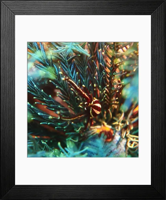 Framed Print : Echinoderms, Deep Sea Exploration 2025 Framed Print : Echinoderms, Deep Sea Exploration 2025