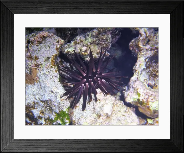 Framed Print : Echinoderms, Deep Sea Exploration 2025 Framed Print : Echinoderms, Deep Sea Exploration 2025