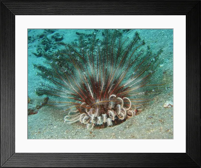 Framed Print : Echinoderms, Deep Sea Exploration 2025 Framed Print : Echinoderms, Deep Sea Exploration 2025