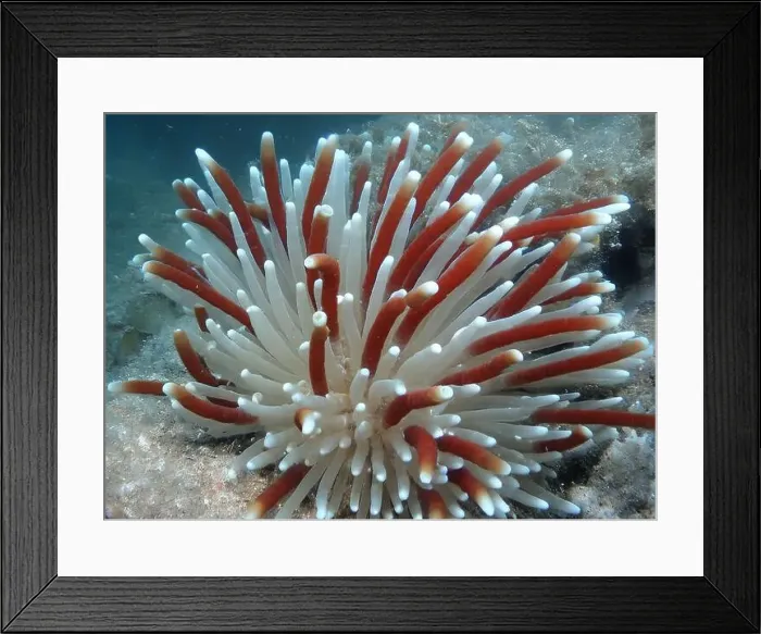 Framed Print : Giant Tube Worms Riftia pachyptila Siboglinidae in Hydrothermal vent Deep Sea Exploration 2025 Framed Print : Giant Tube Worms Riftia pachyptila Siboglinidae in Hydrothermal vent Deep Sea Exploration 2025