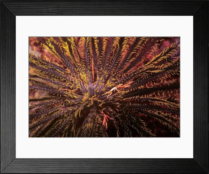 Framed Print : Echinoderms, Deep Sea Exploration 2025 Framed Print : Echinoderms, Deep Sea Exploration 2025