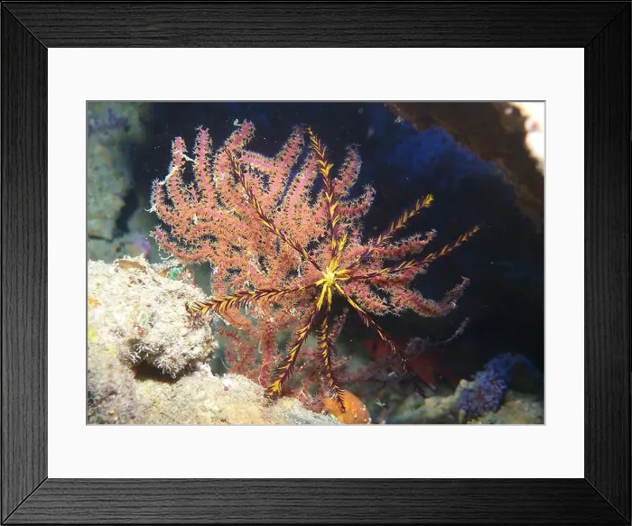 Framed Print : Echinoderms, Deep Sea Exploration 2025 Framed Print : Echinoderms, Deep Sea Exploration 2025