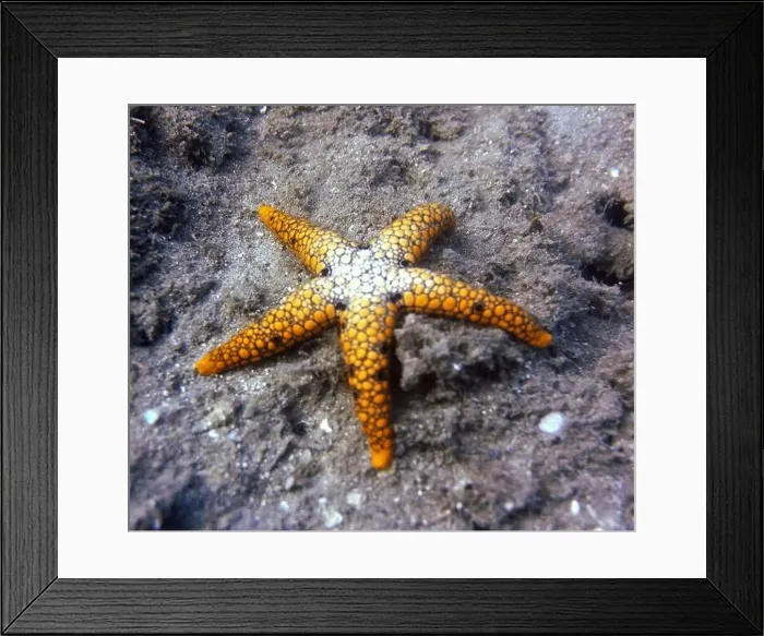 Framed Print : Echinoderms, Deep Sea Exploration 2025 Framed Print : Echinoderms, Deep Sea Exploration 2025