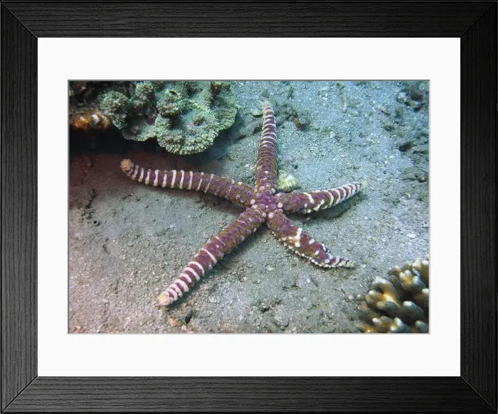 Framed Print : Echinoderms, Deep Sea Exploration 2025 Framed Print : Echinoderms, Deep Sea Exploration 2025