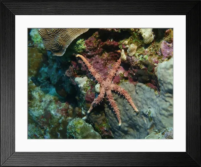 Framed Print : Echinoderms, Deep Sea Exploration 2025 Framed Print : Echinoderms, Deep Sea Exploration 2025