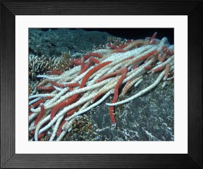 Framed Print : Giant Tube Worms Riftia pachyptila Siboglinidae in Hydrothermal vent Deep Sea Exploration 2025 Framed Print : Giant Tube Worms Riftia pachyptila Siboglinidae in Hydrothermal vent Deep Sea Exploration 2025