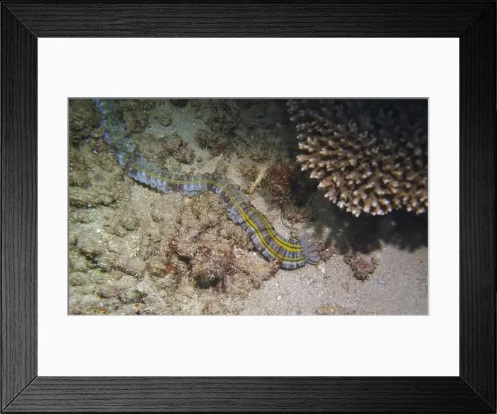 Framed Print : Echinoderms, Deep Sea Exploration 2025 Framed Print : Echinoderms, Deep Sea Exploration 2025