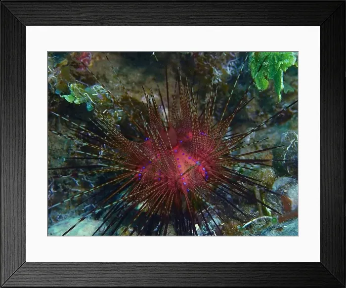 Framed Print : Echinoderms, Deep Sea Exploration 2025 Framed Print : Echinoderms, Deep Sea Exploration 2025