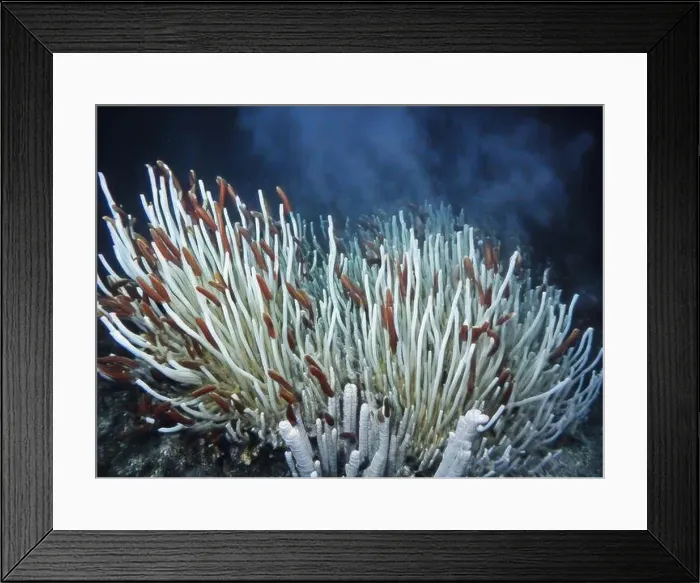 Framed Print : Giant Tube Worms Riftia pachyptila Siboglinidae in Hydrothermal vent Deep Sea Exploration 2025 Framed Print : Giant Tube Worms Riftia pachyptila Siboglinidae in Hydrothermal vent Deep Sea Exploration 2025