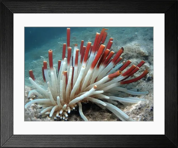 Framed Print : Giant Tube Worms Riftia pachyptila Siboglinidae in Hydrothermal vent Deep Sea Exploration 2025 Framed Print : Giant Tube Worms Riftia pachyptila Siboglinidae in Hydrothermal vent Deep Sea Exploration 2025