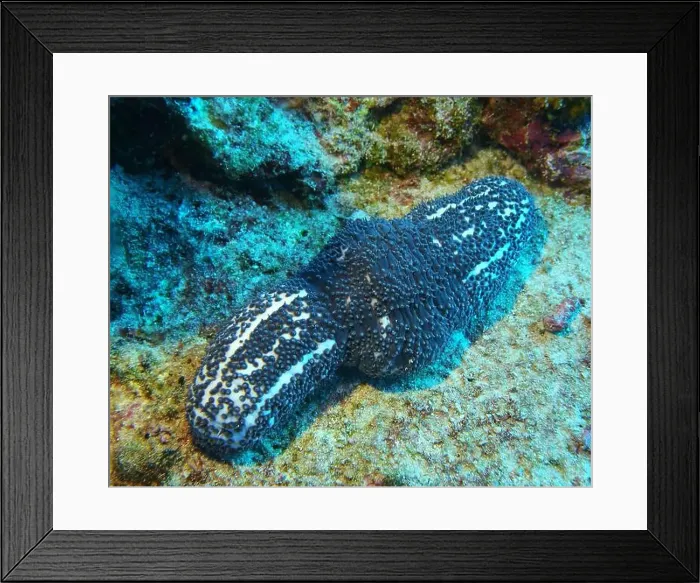 Framed Print : Echinoderms, Deep Sea Exploration 2025 Framed Print : Echinoderms, Deep Sea Exploration 2025
