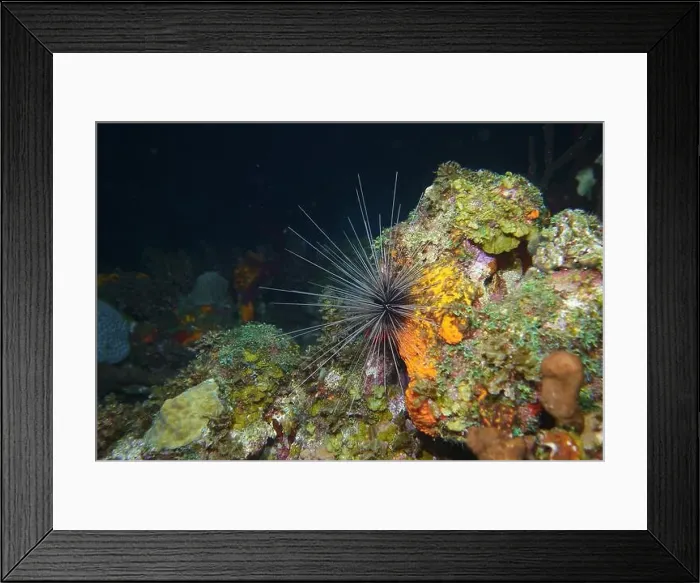 Framed Print : Echinoderms, Deep Sea Exploration 2025 Framed Print : Echinoderms, Deep Sea Exploration 2025