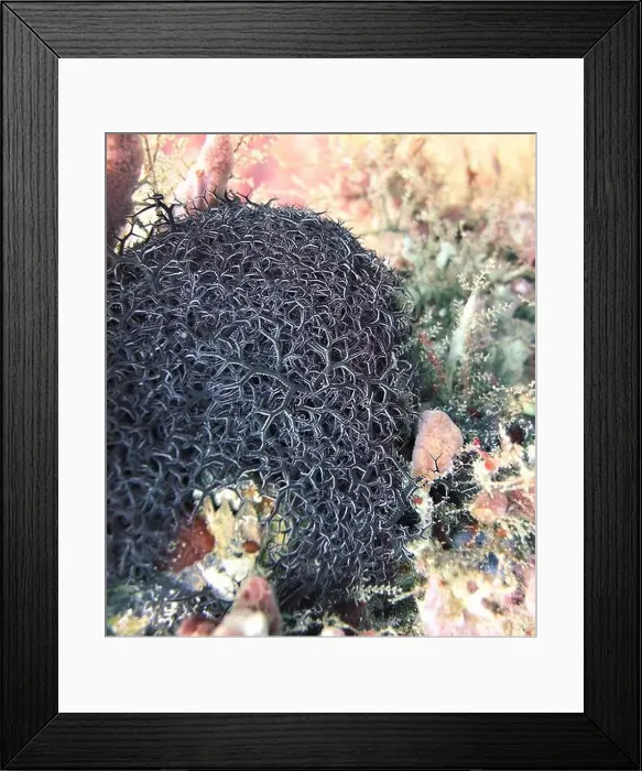 Framed Print : Echinoderms, Deep Sea Exploration 2025 Framed Print : Echinoderms, Deep Sea Exploration 2025