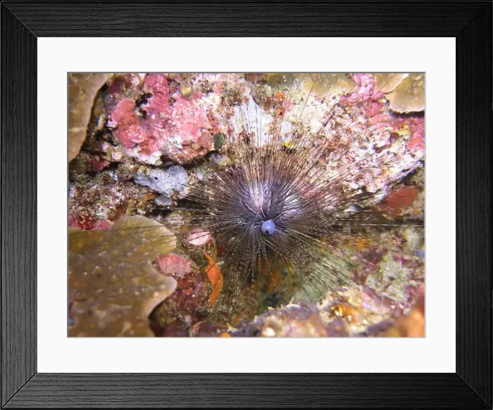 Framed Print : Echinoderms, Deep Sea Exploration 2025 Framed Print : Echinoderms, Deep Sea Exploration 2025