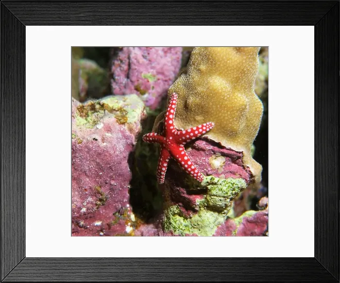 Framed Print : Echinoderms, Deep Sea Exploration 2025 Framed Print : Echinoderms, Deep Sea Exploration 2025