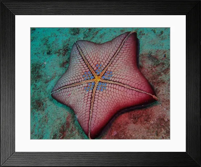 Framed Print : Echinoderms, Deep Sea Exploration 2025 Framed Print : Echinoderms, Deep Sea Exploration 2025