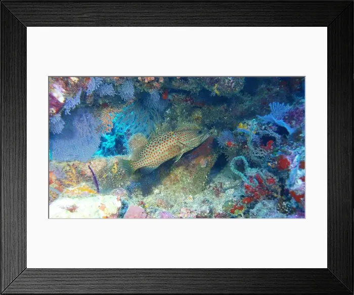 Framed Print : Grouper Fish, Grouper saltwater fish Deep Sea Exploration 2025 Framed Print : Grouper Fish, Grouper saltwater fish Deep Sea Exploration 2025