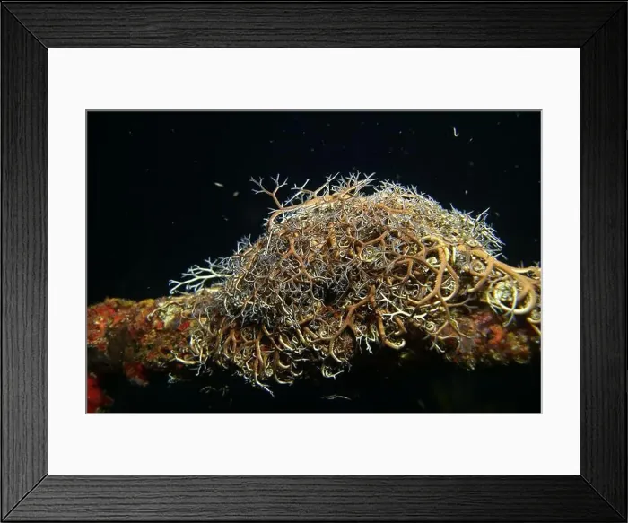 Framed Print : Echinoderms, Deep Sea Exploration 2025 Framed Print : Echinoderms, Deep Sea Exploration 2025