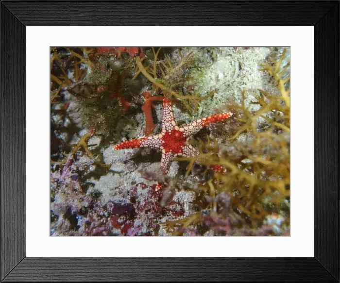Framed Print : Echinoderms, Deep Sea Exploration 2025 Framed Print : Echinoderms, Deep Sea Exploration 2025
