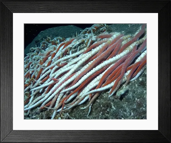 Framed Print : Giant Tube Worms Riftia pachyptila Siboglinidae in Hydrothermal vent Deep Sea Exploration 2025 Framed Print : Giant Tube Worms Riftia pachyptila Siboglinidae in Hydrothermal vent Deep Sea Exploration 2025