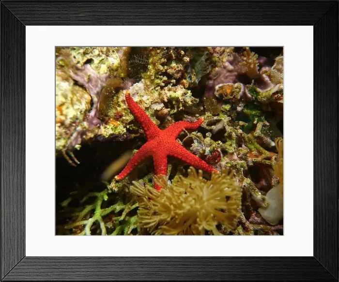 Framed Print : Echinoderms, Deep Sea Exploration 2025 Framed Print : Echinoderms, Deep Sea Exploration 2025