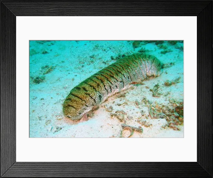 Framed Print : Echinoderms, Deep Sea Exploration 2025 Framed Print : Echinoderms, Deep Sea Exploration 2025