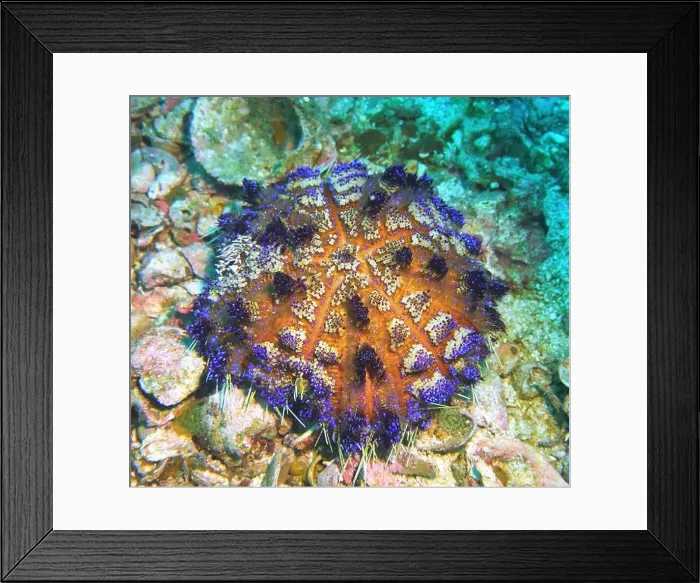 Framed Print : Echinoderms, Deep Sea Exploration 2025 Framed Print : Echinoderms, Deep Sea Exploration 2025