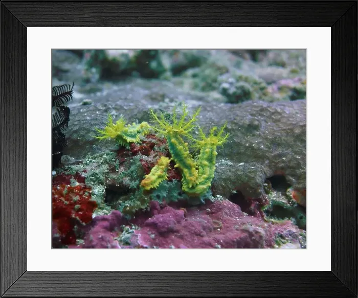 Framed Print : Echinoderms, Deep Sea Exploration 2025 Framed Print : Echinoderms, Deep Sea Exploration 2025