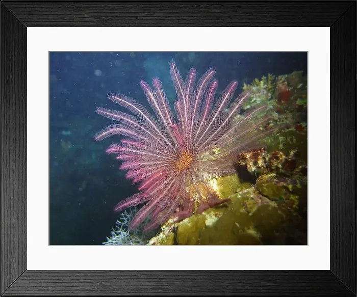 Framed Print : Echinoderms, Deep Sea Exploration 2025 Framed Print : Echinoderms, Deep Sea Exploration 2025
