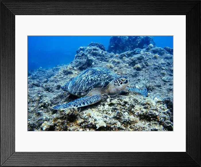Framed Print : Green sea turtle, Chelonia mydas Deep Sea Exploration 2025 Framed Print : Green sea turtle, Chelonia mydas Deep Sea Exploration 2025